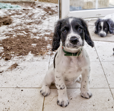 Platí i na škody způsobené mazlíčky