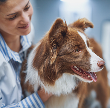 Kryje ošetření u kteréhokoli veterináře